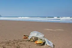 Más de 4.000 especies marinas amenazadas por la contaminación plástica