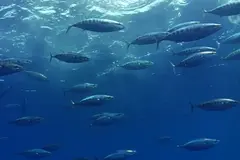 El calentamiento de los mares pone en peligro a grandes peces como atunes y tiburones