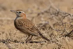 Redescubren una alondra del Sahel tras casi 100 años sin avistamientos