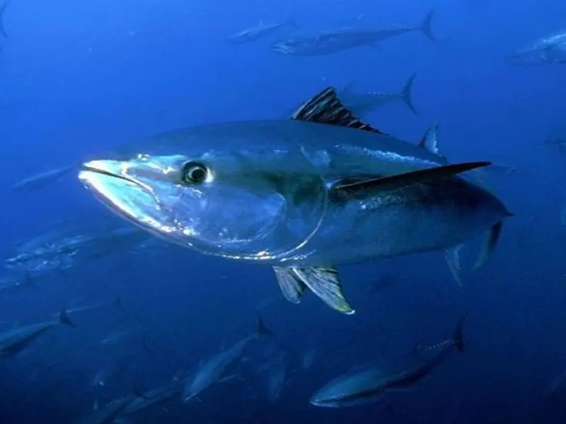 El Día Mundial del Atún 2026 impulsa la sostenibilidad de la pesca y la recuperación de especies marinas