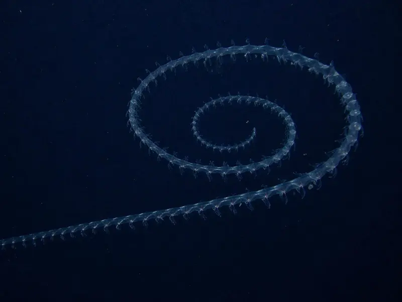 Descubren sifonóforo gigante en Australia: un hallazgo que redefine el océano profundo