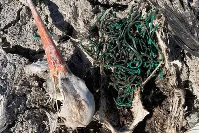 Cigüeña en Doñana muere tras ingerir más de 150 gomas elásticas