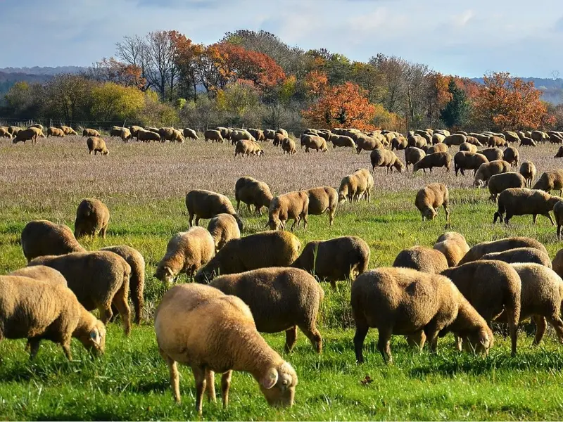 La ganadería puede ser clave en la lucha contra el cambio climático, destacan expertos