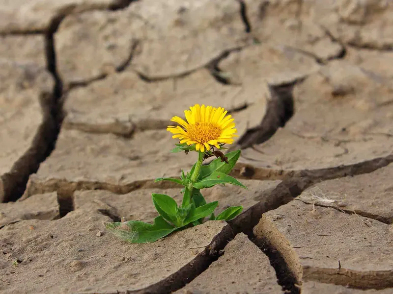 El sur de España enfrenta grave desertificación por sequía y mal uso del agua