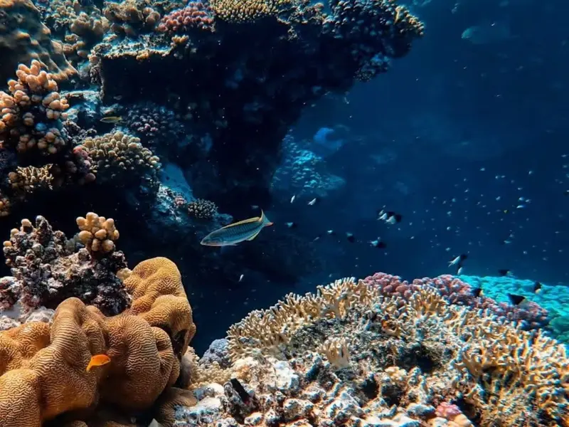 El océano enfrenta un deterioro crítico, advierte un importante informe global