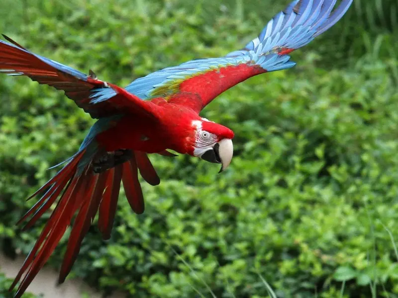 Nacimiento de crías de guacamayo rojo marca un hito en la Mata Atlántica