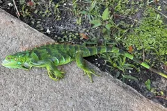 Ola de frío en Florida provoca caída de iguanas verdes: un fenómeno inusual