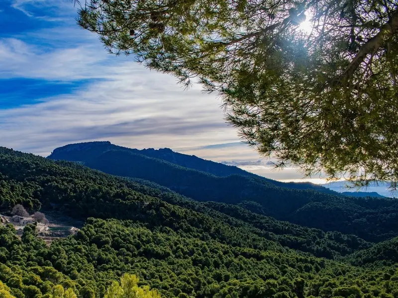 Nuevo método LiDAR mejora el estudio de bosques y ciudades en Cataluña
