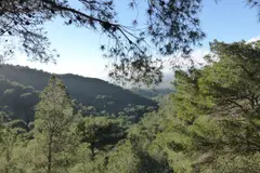 El papel de los medios en la percepción de la gestión forestal sostenible