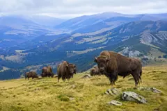 Regresan los bisontes a Rumanía, mejorando la biodiversidad y capturando carbono