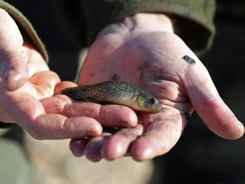 Más de 150 especies de peces invasores afectan aguas del Mediterráneo