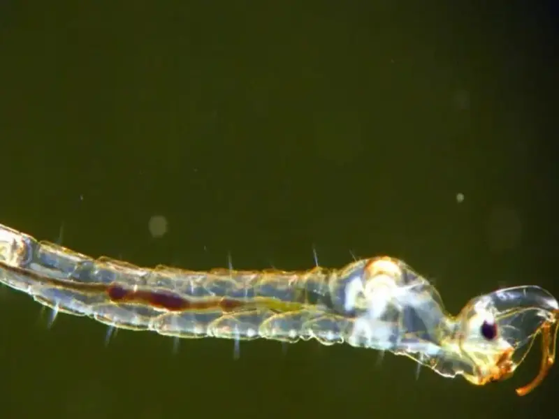 Descubrimiento de un insecto en aguas profundas desafía teorías sobre evolución