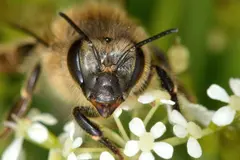 Las abejas pueden reconocer y recordar rostros humanos según un estudio