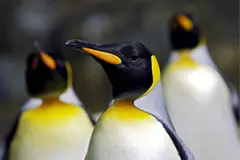 Pingüinos emperadores y lobos finos antárticos ahora en peligro de extinción