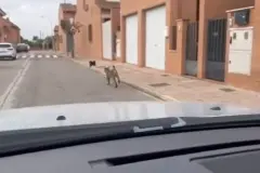 El lince 'Veneno' atrae curiosidad en Cabañas de Yepes, Toledo