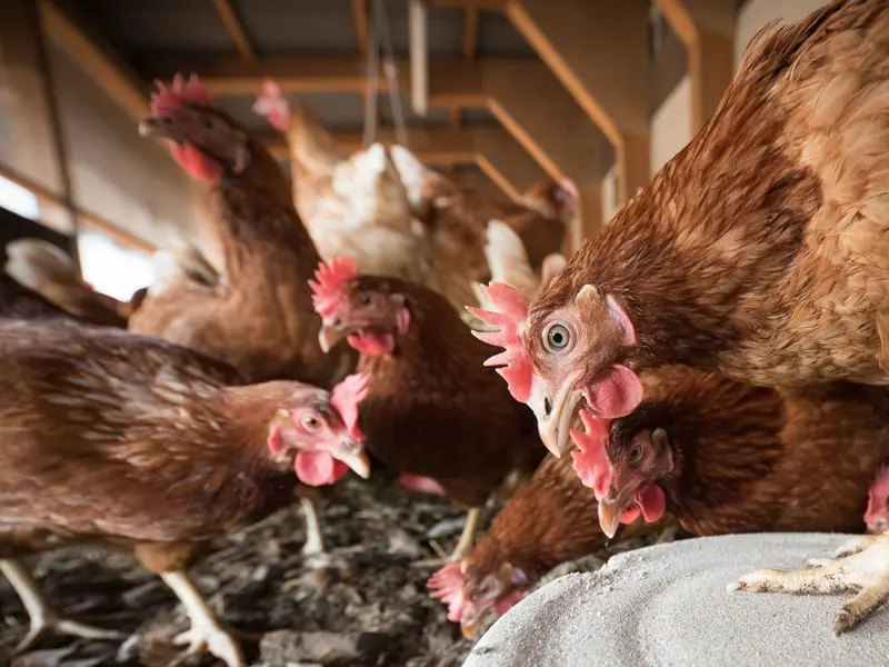 Protestas en Turmiel por la aprobación de una macrogranja de gallinas en zona protegida