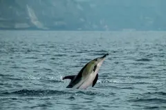 AI mejora la detección de cetáceos en el Estrecho de Gibraltar con alta precisión