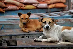 El Tribunal Supremo de India avala la eutanasia de perros callejeros peligrosos