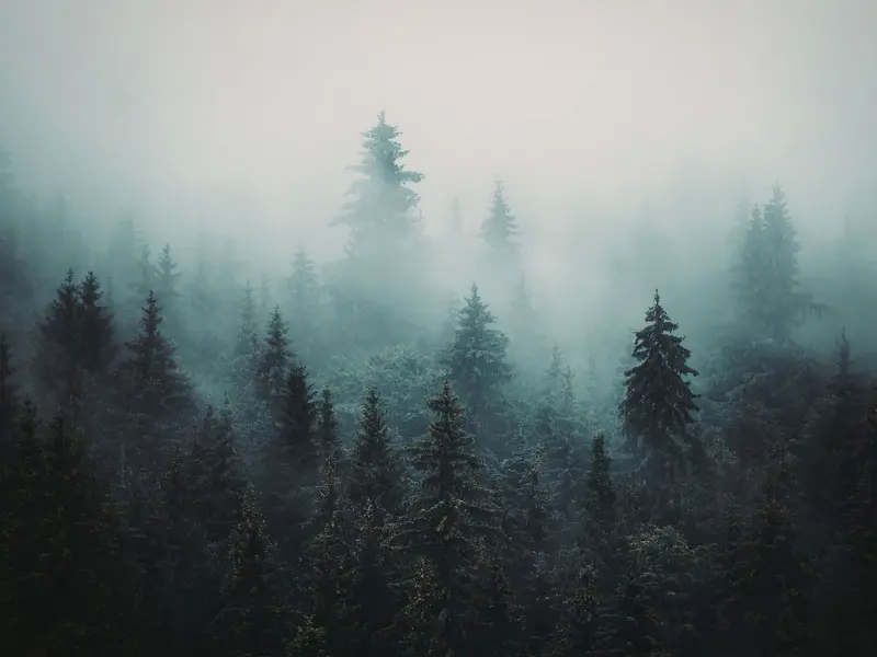 Los bosques nubosos de América Latina podrían desaparecer en 2070 sin acción climática urgente