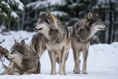 Brote de moquillo reduce drásticamente la población de lobos en Yellowstone y Wyoming