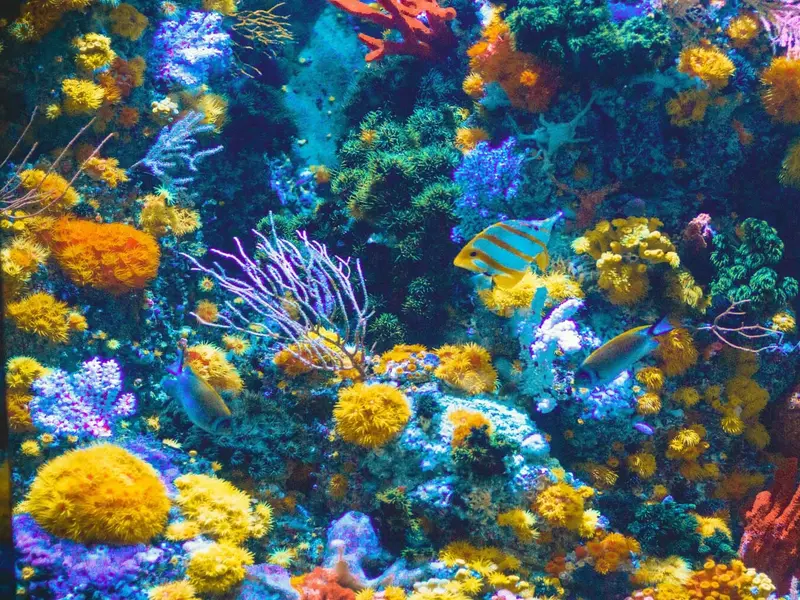 El blanqueamiento de corales por El Niño amenaza la biodiversidad marina