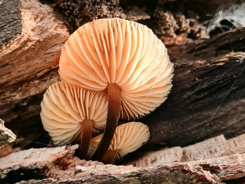 Hongos: clave en la degradación de madera y el reciclaje de carbono en ecosistemas