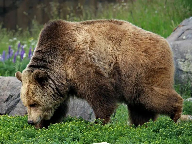 El 2 % de las especies amenazadas en Galicia recibe protección efectiva