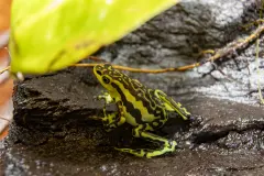 Wikiri Sapoparque: Santuario para ranas en Ecuador frente a la extinción y tráfico ilegal