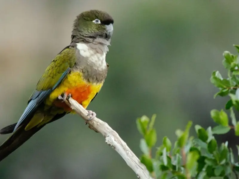 El loro tricahue anida de nuevo en el Parque Nacional Río Clarillo tras 15 años