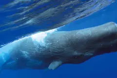 Cachalotes muestran patrones de vocalización similares a las vocales humanas