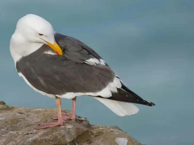 Nace SENAVES: Un proyecto para proteger aves marinas de las artes de pesca