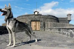 El lobito herreño, a un paso de ser raza oficial en España