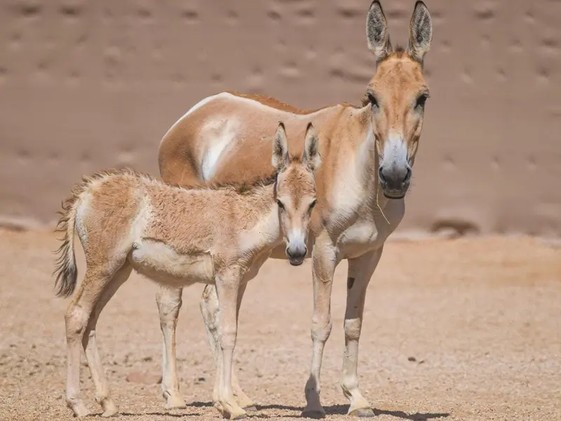 Arabia Saudí anuncia el nacimiento de un potro de onagro persa tras un año de espera