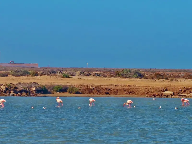 Las Salinas de Cabo de Gata secas por segunda vez: grave crisis ecológica
