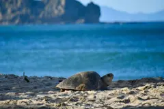 Nicaragua libera más de 443.000 crías de tortugas marinas en peligro de extinción en 2026