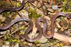 Descubren en China una serpiente de dos cabezas con mecanismos de defensa únicos