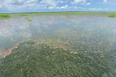 La planta invasora Hydrilla verticillata amenaza al humedal Ciénaga Grande de Santa Marta