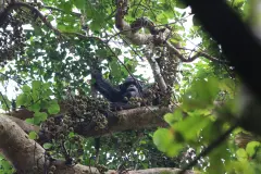División y violencia en la mayor comunidad de chimpancés salvajes