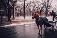 Debate sobre carruajes de caballos en Nueva York tras la muerte de un caballo turístico