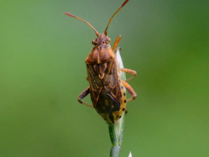 Precauciones al tener plantas de interior para evitar chinches en casa