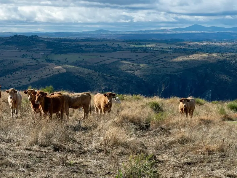 Andalucía impulsa la ganadería extensiva para fortalecer el medio rural y prevenir incendios