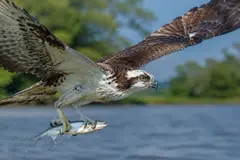 El águila pescadora emplea técnicas físicas en vuelo para cazar peces eficientemente