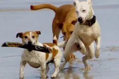 El PP de Oleiros propone una playa para perros en el municipio