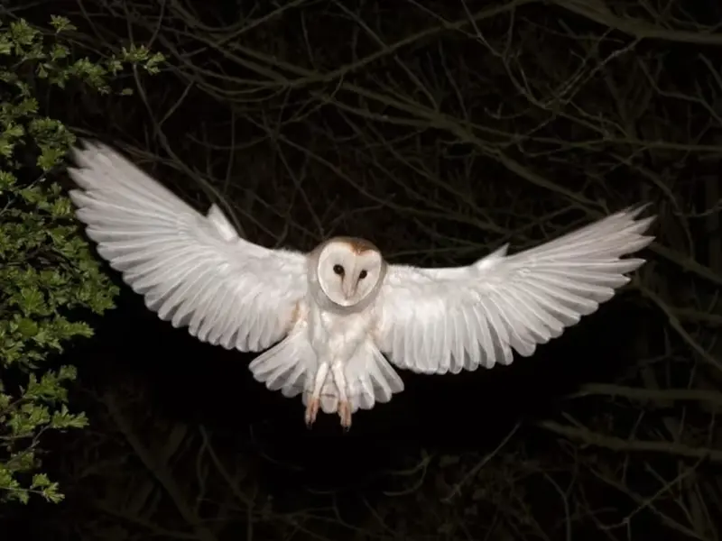 Cámaras en directo muestran el declive de aves nocturnas en España