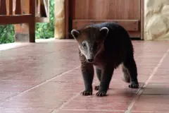 Descubren 14 especies de mamíferos en la Reserva Ecológica Manglares Churute, Ecuador