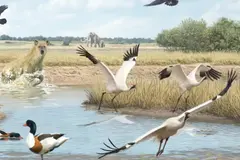Estudian los antiguos humedales del sur de España: hallazgos fósiles de aves del Pleistoceno