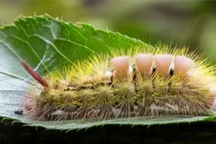 Alerta por orugas tussock en Florida: peligros y recomendaciones