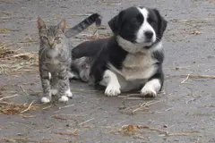 El Parlamento Europeo aprueba legislación para el bienestar de perros y gatos