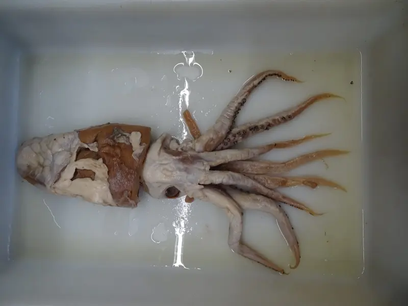 El calamar de Poseidón, nueva especie marina española reconocida entre las más extraordinarias