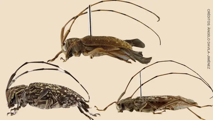 Nuevo género y nueve especies de escarabajos descubiertos en la Amazonía peruana